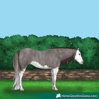 Horse Color:Liver Red Roan Sabino Splash 