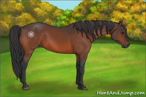 Horse Color:Bay 