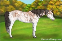 Horse Color:White Spotted Bay Splash  and White Spotted Bay Splash 