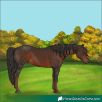 Horse Color:Liver Chestnut 