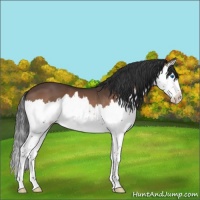 Horse Color:Bay Splash 