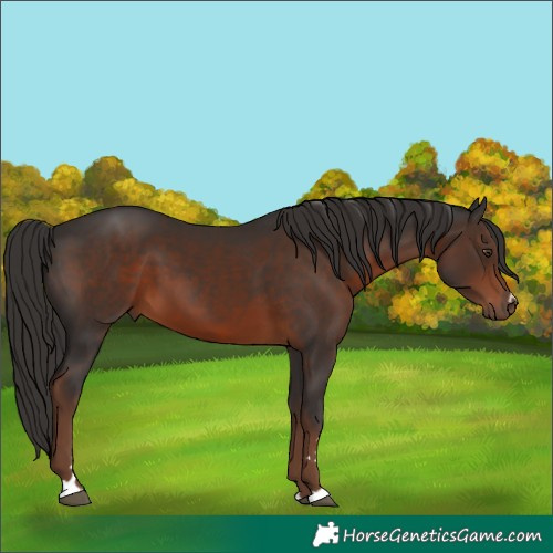 Horse Color:Liver Chestnut 