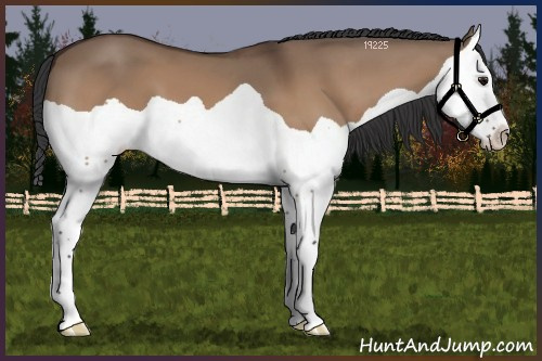 Horse Color:Bay Dun Splash 