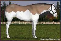 Horse Color:Bay Dun Splash 