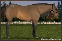 Horse Color:Buckskin 