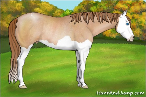 Horse Color:Brown Pearl Splash Appaloosa Rabicano