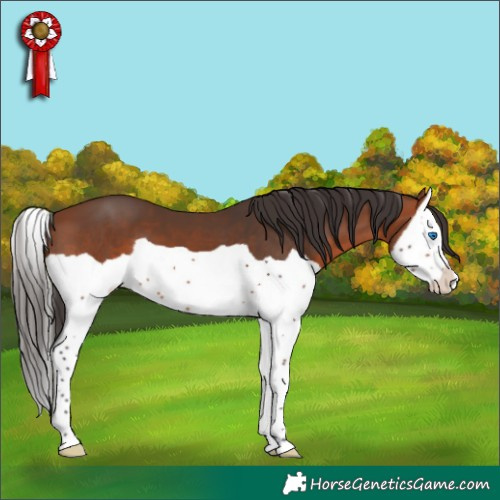 Horse Color:Bay Splash 