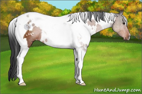 Horse Color:White Spotted Brown Tobiano Rabicano