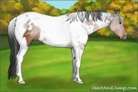 Horse Color:White Spotted Brown Tobiano Rabicano