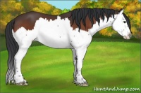 Horse Color:Bay Splash 