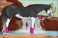 Horse Color:Black Sabino Splash 