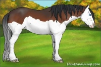 Horse Color:Bay Splash 