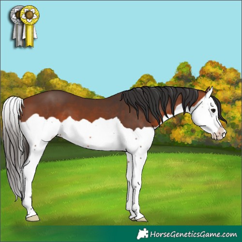 Horse Color:Bay Splash 