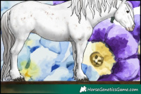 Horse Color:Bay Sabino 