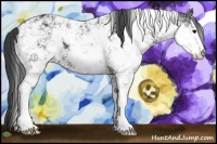 Horse Color:Black Sabino