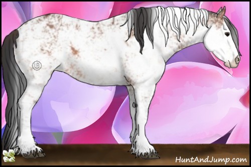 Horse Color:Bay Sabino 