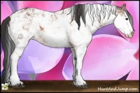Horse Color:Bay Sabino 