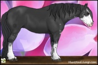 Horse Color:Black Sabino 