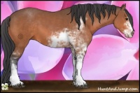 Horse Color:Bay Sabino 