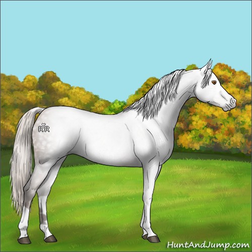 Horse Color:Gray Silver Black Pearl Tobiano 