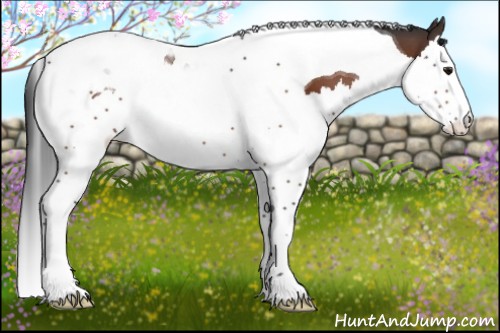 Horse Color:Bay Splash Tobiano