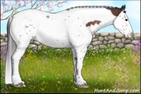 Horse Color:Bay Splash Tobiano 