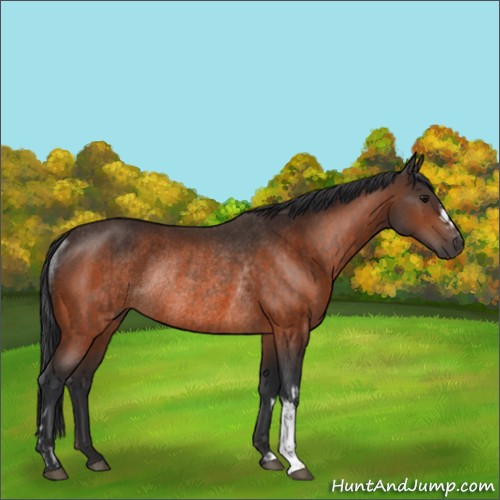 Horse Color:Bay Rabicano and Bay Rabicano