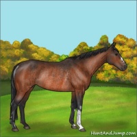 Horse Color:Bay Rabicano and Bay Rabicano