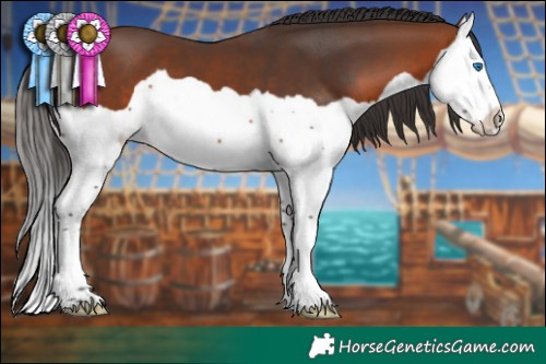 Horse Color:Bay Splash 