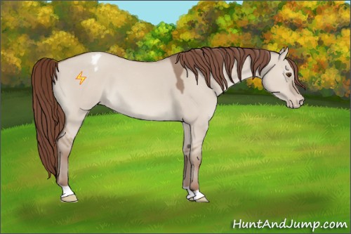 Horse Color:Classic Champagne Dun Appaloosa 