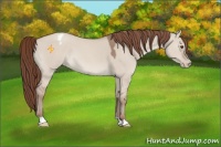 Horse Color:Classic Champagne Dun Appaloosa 