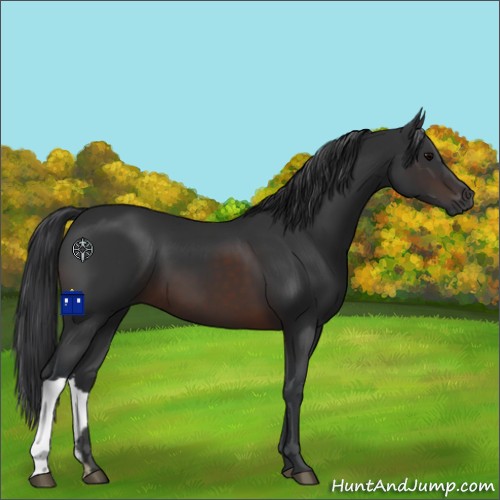 Horse Color:Brown 
