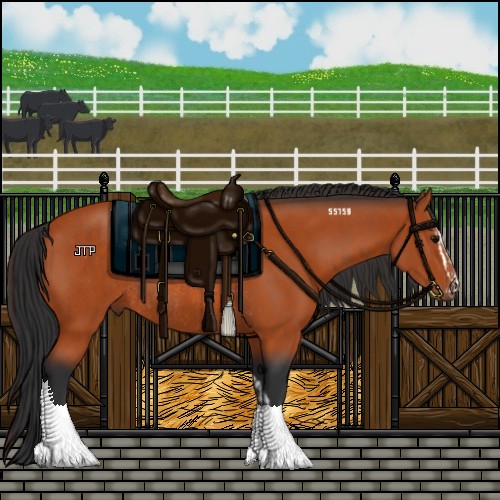 Horse Color:Bay Sabino Rabicano  and Bay Sabino Rabicano 