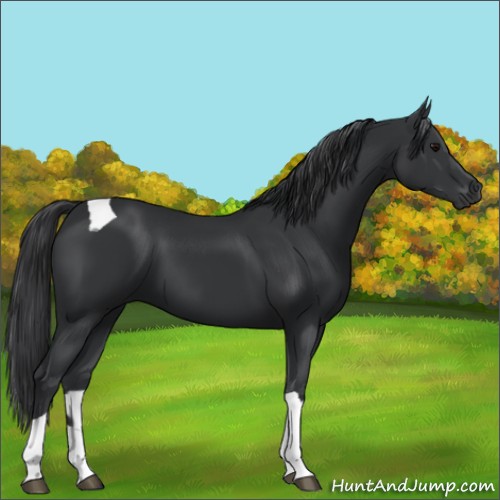 Horse Color:Black Tobiano