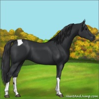 Horse Color:Black Tobiano 