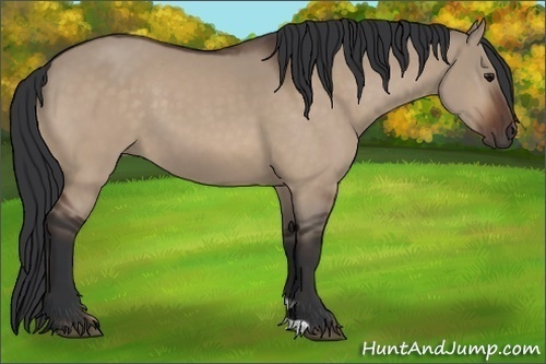 Horse Color:Bay Dun 
