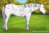 Horse Color:Black Splash Appaloosa 