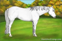 Horse Color:Gray Bay Roan Splash Tobiano 