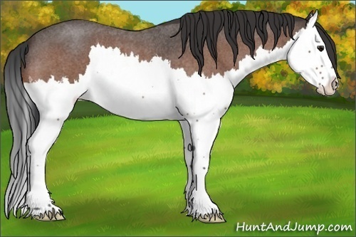 Horse Color:Bay Roan Splash 