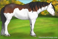 Horse Color:Bay Splash 