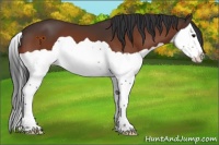 Horse Color:Bay Splash 