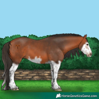 Horse Color:Bay Splash Frame 