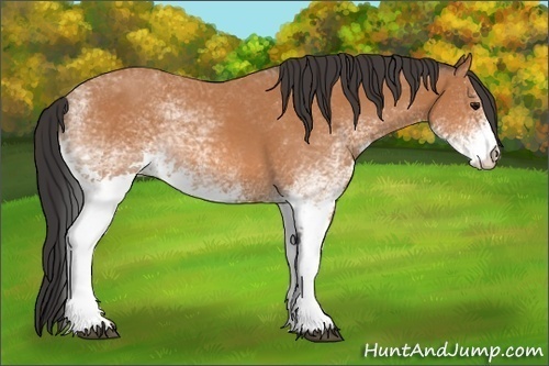 Horse Color:White Spotted Bay 