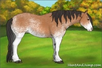 Horse Color:White Spotted Bay 