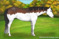 Horse Color:Bay Roan Splash 