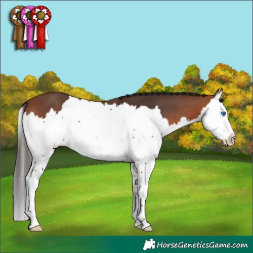 Horse Color:Bay Splash 