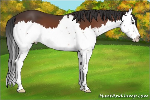 Horse Color:Brown Splash 