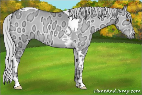 Horse Color:Silver Grullo Chinchilla Ice Onyx Tobiano 