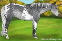 Horse Color:Silver Black Chinchilla Tobiano 