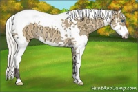 Horse Color:Silver Buckskin Ice Dun Splash Tobiano